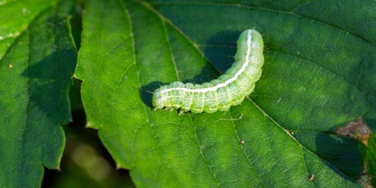 Comment détruire les chenilles vertes ?