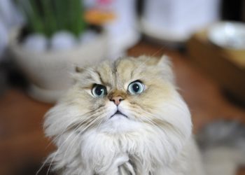 Quel est le caractère du Persan ?