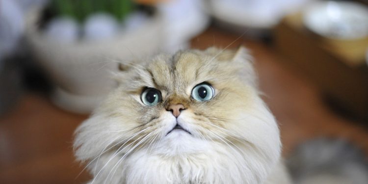 Quel est le caractère du Persan ?