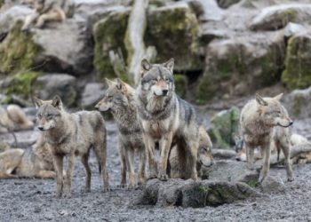Comment s'appelle l'habitat du loup ?
