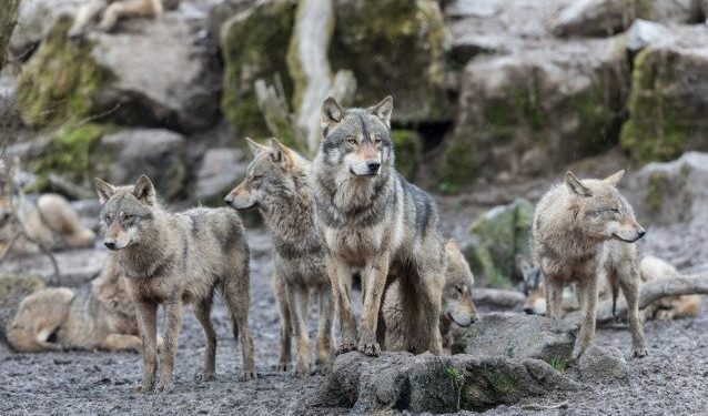 Comment s'appelle l'habitat du loup ?