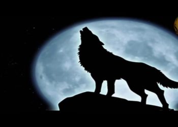 Quel est le nom du hurlement du loup ?