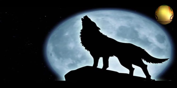 Quel est le nom du hurlement du loup ?