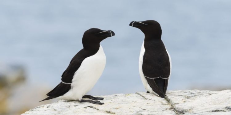 Est-ce que le manchot est un oiseau ?