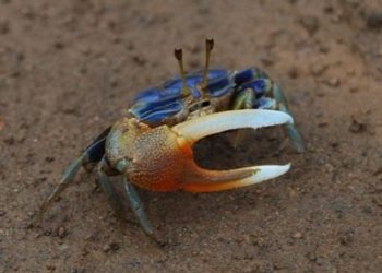 Pourquoi les crabes ont une grosse et une petite pince ?