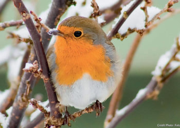 Comment vit le Rouge-gorge en hiver ?