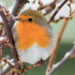 Comment vit le Rouge-gorge en hiver ?