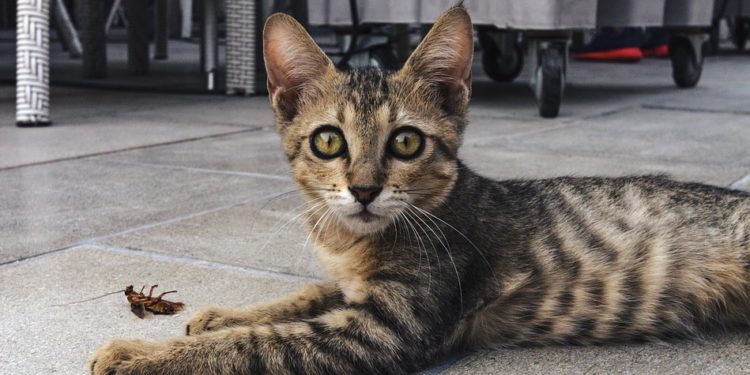 Quels sont les animaux que l'homme domestiqué ?