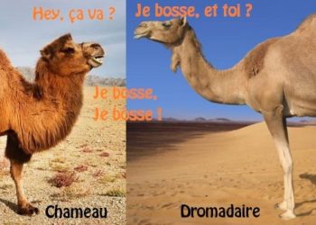 Quelle est la différence entre le dromadaire et le chameau ?