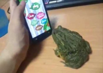 Où mettre une grenouille ?