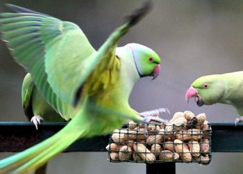 Comment les perruches à collier ?