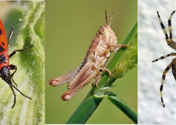 Quel site pour reconnaître les insectes ?