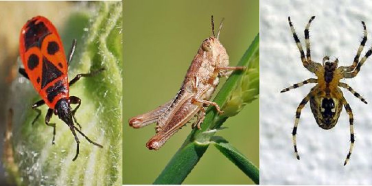 Quel site pour reconnaître les insectes ?