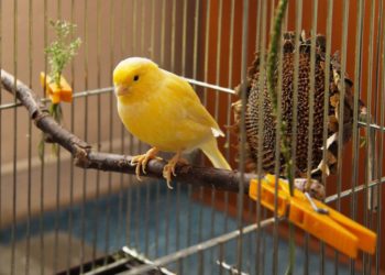 Quel est le prix d'un canari en animalerie ?
