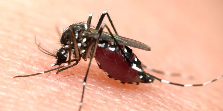 Pourquoi le tigre est dangereux ?