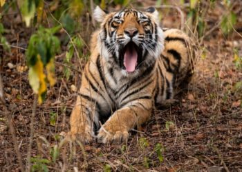 Où vivent les tigres en Afrique ?