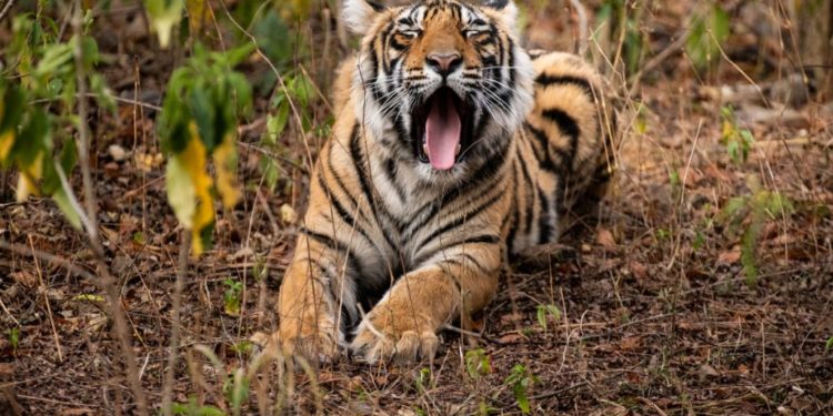 Où vivent les tigres en Afrique ?