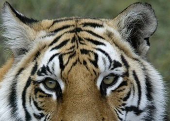 Où vivent les tigres sauvages ?