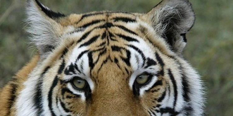 Où vivent les tigres sauvages ?