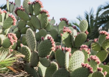 Quelle est la flore du Mexique ?