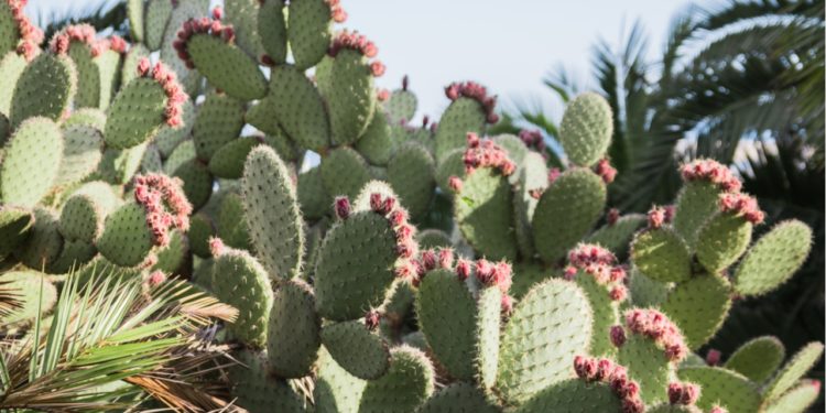 Quelle est la flore du Mexique ?