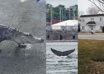 Où voir des animaux Montréal ?