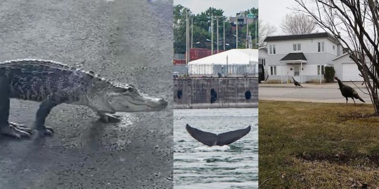 Où voir des animaux Montréal ?