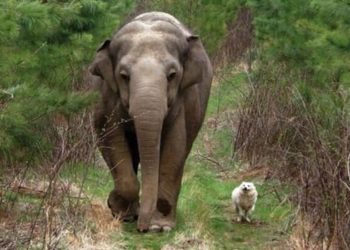 Quel animal est le plus proche ?