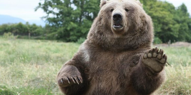 Où voir des loutres sauvages en France ?