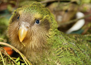 Quel est l'oiseau le plus rare de France ?