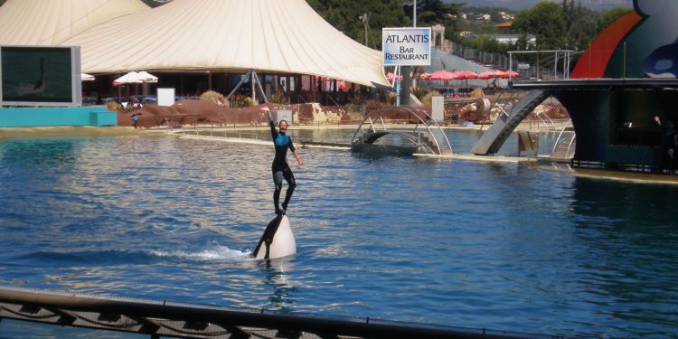 Où on peut voir des orques ?