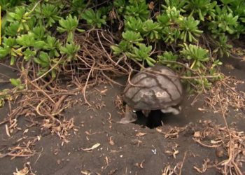 Comment les tortues pondent ?