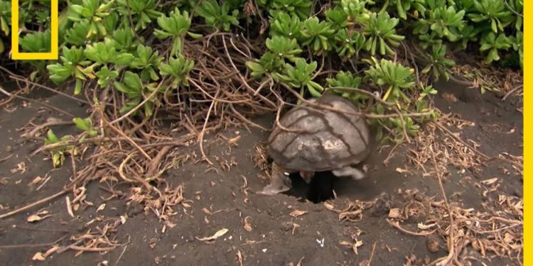 Comment les tortues pondent ?