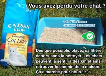 Comment retrouver son chat la nuit ?