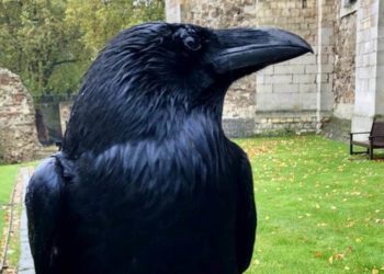 Pourquoi les corbeaux se regroupent le soir ?