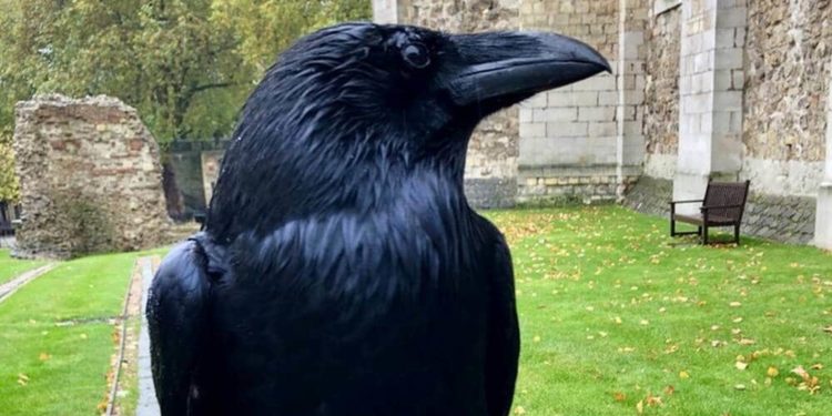 Pourquoi les corbeaux se regroupent le soir ?