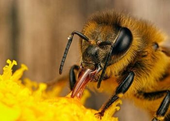 Quels insectes font du miel ?