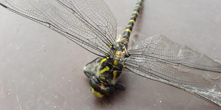 Comment garder une libellule morte ?