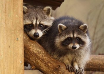 Où dort le raton laveur ?