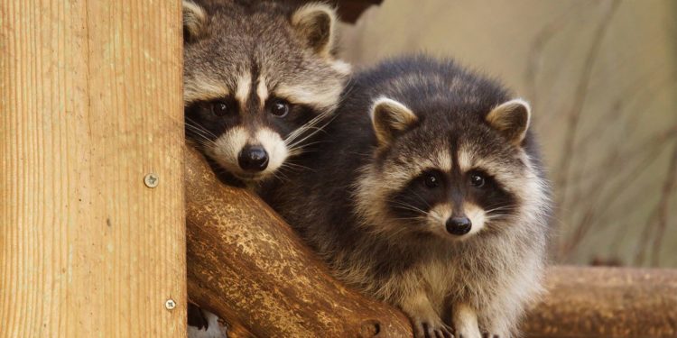 Où dort le raton laveur ?