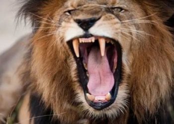 Pourquoi Dieu a créé les chats ?