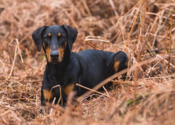 Où Peut-on couper les oreilles d'un chien ?