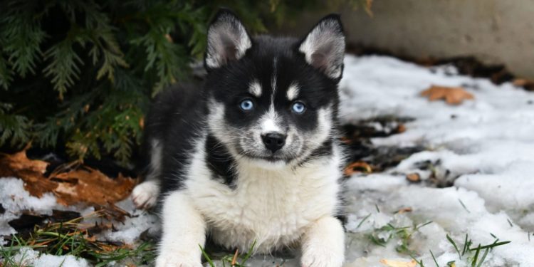 Quel est le prix d'un Pomsky ?
