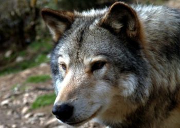 Comment reconnaître un chien et un loup ?