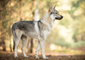 Est-ce que le chien-loup est fertile ?