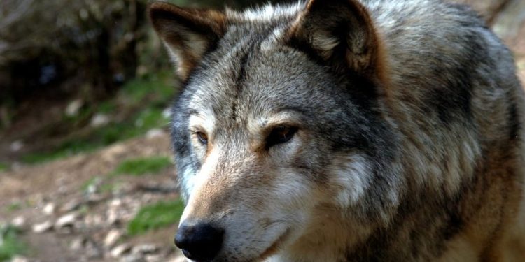 Comment reconnaître un chien et un loup ?