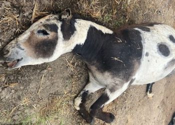 Pourquoi couper les oreilles des chevaux ?