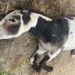Pourquoi couper les oreilles des chevaux ?