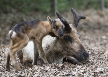 Quel est le nom de la femelle du renne ?