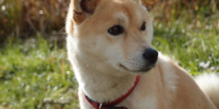 Comment adopter un Shiba ?